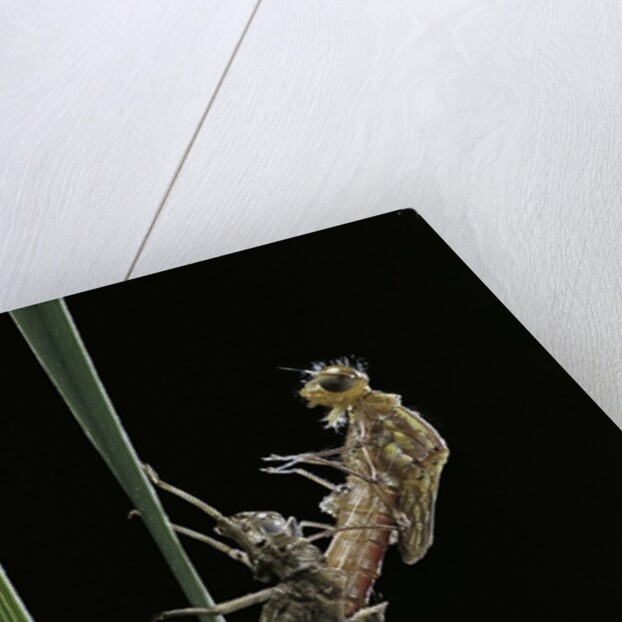 Pyrrhosoma nymphula (large red damselfly) - emerging by Anonymous