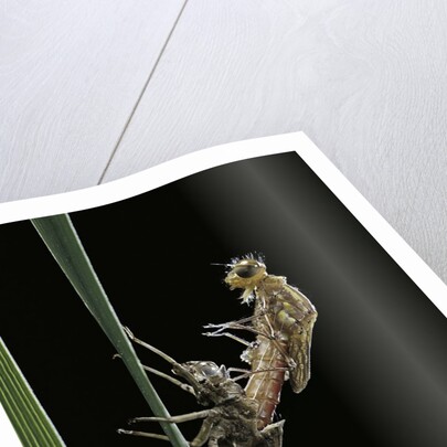 Pyrrhosoma nymphula (large red damselfly) - emerging by Anonymous