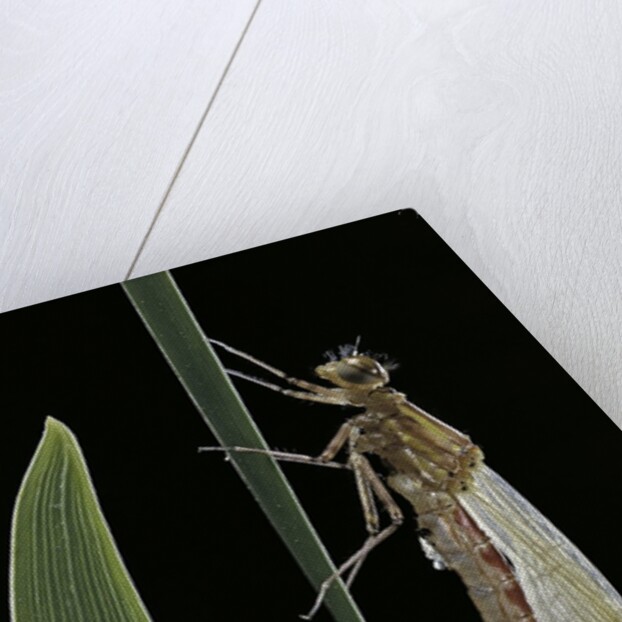 Pyrrhosoma nymphula (large red damselfly) - emerging by Anonymous