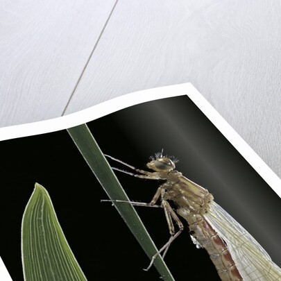 Pyrrhosoma nymphula (large red damselfly) - emerging by Anonymous