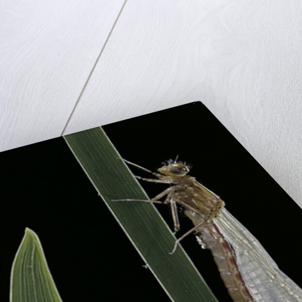 Pyrrhosoma nymphula (large red damselfly) - emerging by Anonymous