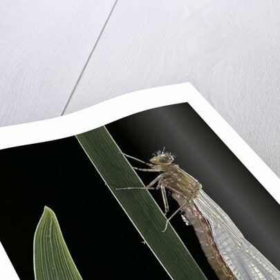 Pyrrhosoma nymphula (large red damselfly) - emerging by Anonymous
