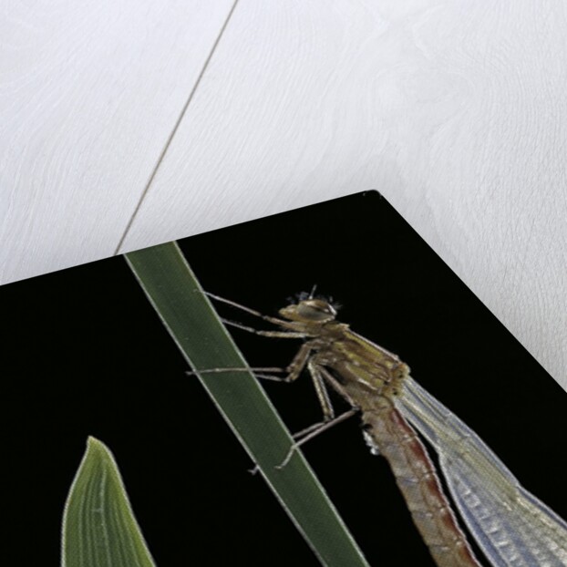Pyrrhosoma nymphula (large red damselfly) - emerging by Anonymous