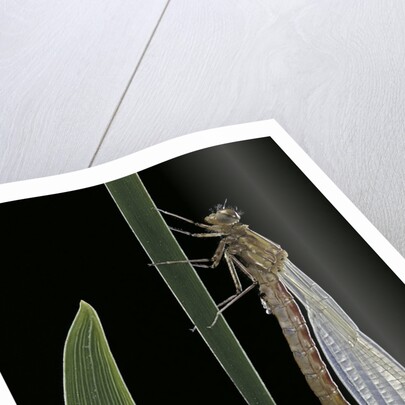 Pyrrhosoma nymphula (large red damselfly) - emerging by Anonymous