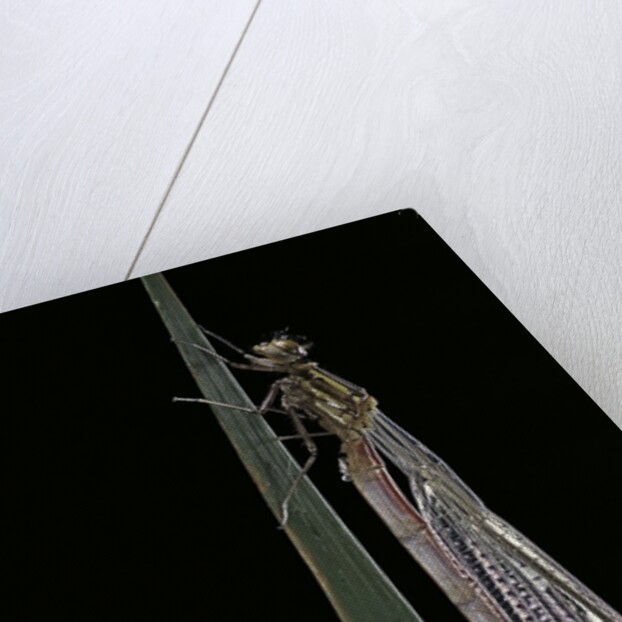 Pyrrhosoma nymphula (large red damselfly) - emerging by Anonymous