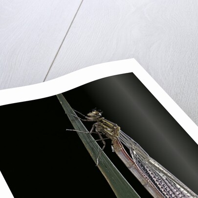 Pyrrhosoma nymphula (large red damselfly) - emerging by Anonymous