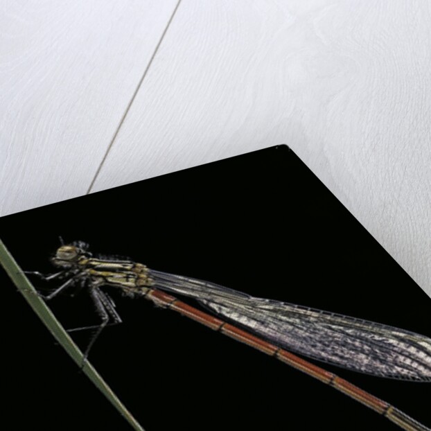 Pyrrhosoma nymphula (large red damselfly) - newly emerged by Anonymous