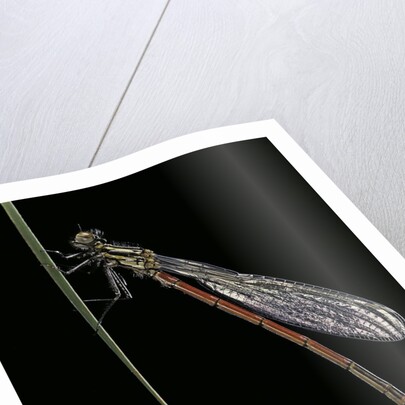Pyrrhosoma nymphula (large red damselfly) - newly emerged by Anonymous