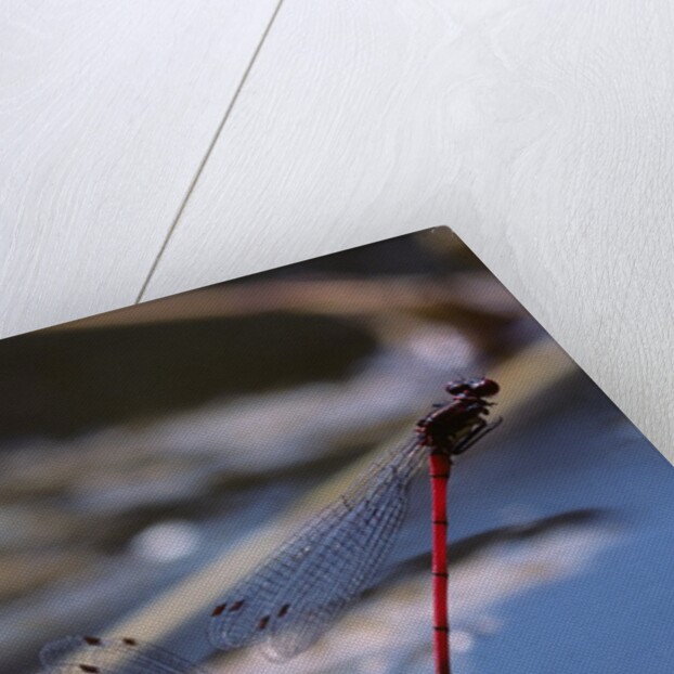 Pyrrhosoma nymphula (large red damselfly) - laying eggs in aquatic plants by Anonymous