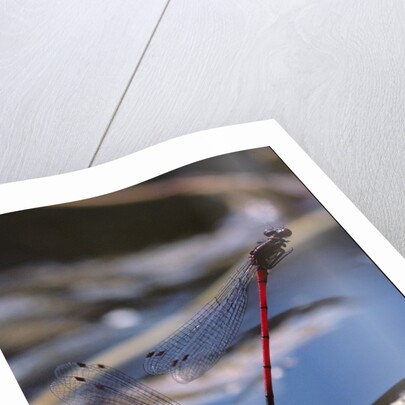 Pyrrhosoma nymphula (large red damselfly) - laying eggs in aquatic plants by Anonymous