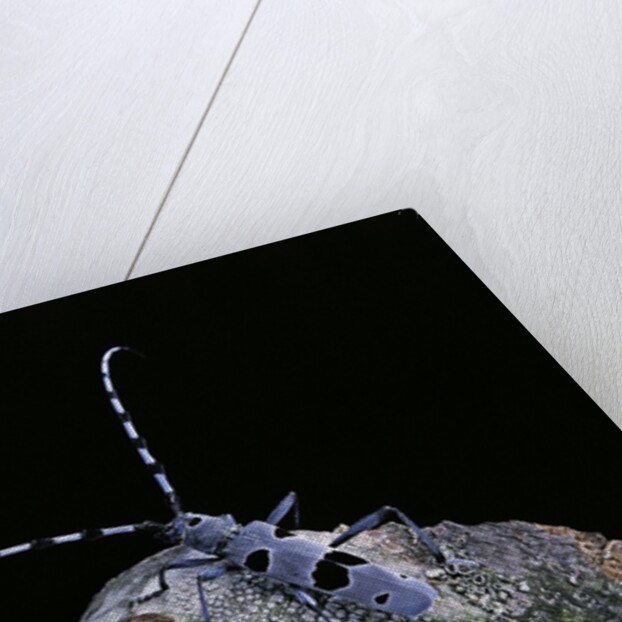 Rosalia alpina (rosalia longicorn) by Anonymous