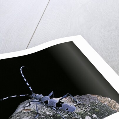 Rosalia alpina (rosalia longicorn) by Anonymous