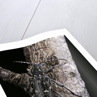 Rusticoclytus rusticus (longhorn beetle) by Anonymous