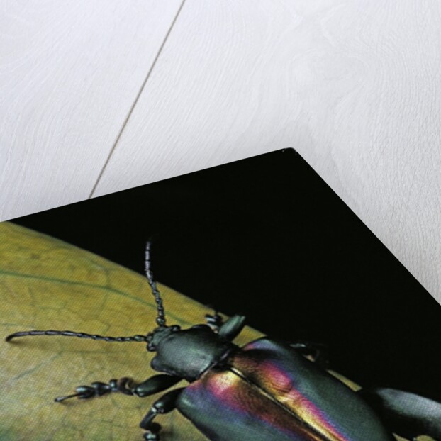 Sagra buqueti (frog-legged leaf beetle) by Anonymous