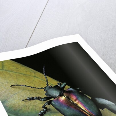 Sagra buqueti (frog-legged leaf beetle) by Anonymous