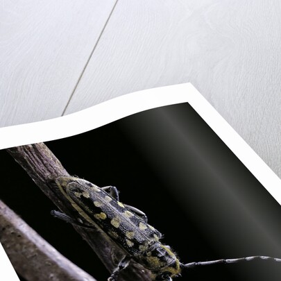 Saperda scalaris (flat-faced longhorn beetle) by Anonymous