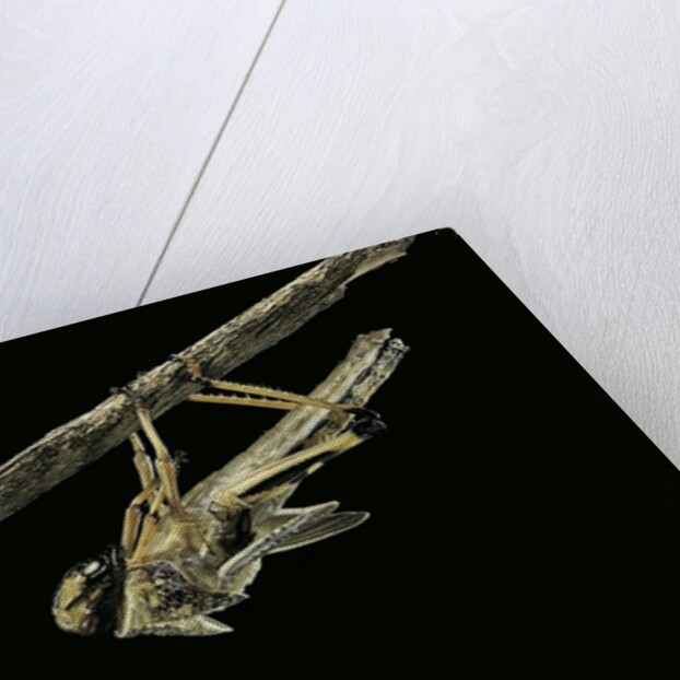 Schistocerca gregaria (desert locust) - emerging by Anonymous