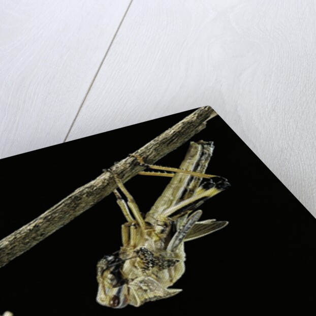 Schistocerca gregaria (desert locust) - emerging by Anonymous