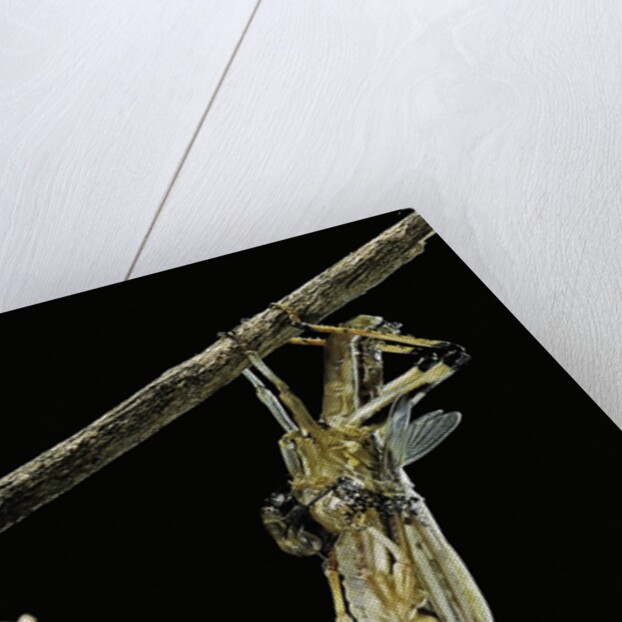 Schistocerca gregaria (desert locust) - emerging by Anonymous