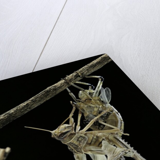 Schistocerca gregaria (desert locust) - emerging by Anonymous