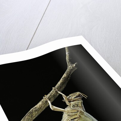 Schistocerca gregaria (desert locust) - emerging by Anonymous