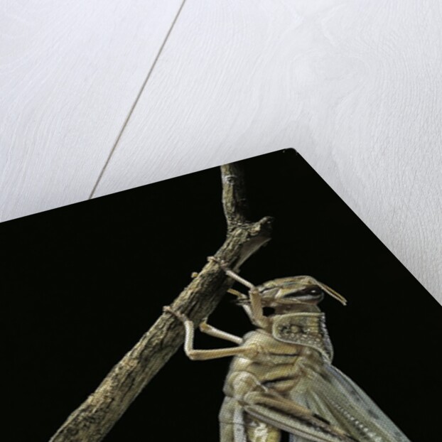 Schistocerca gregaria (desert locust) - emerging by Anonymous