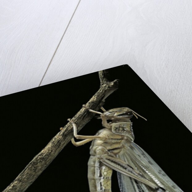 Schistocerca gregaria (desert locust) - emerging by Anonymous