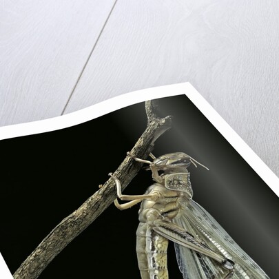 Schistocerca gregaria (desert locust) - emerging by Anonymous