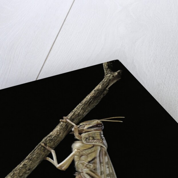 Schistocerca gregaria (desert locust) - emerging by Anonymous