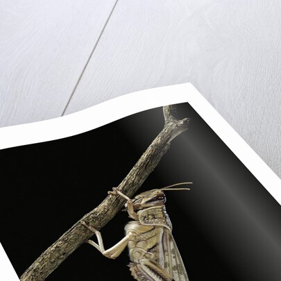 Schistocerca gregaria (desert locust) - emerging by Anonymous