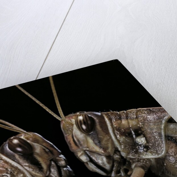 Schistocerca gregaria (desert locust) - portrait by Anonymous