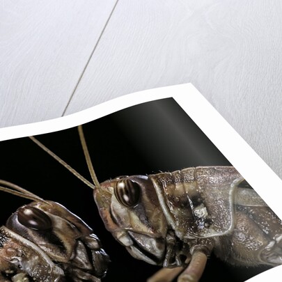 Schistocerca gregaria (desert locust) - portrait by Anonymous
