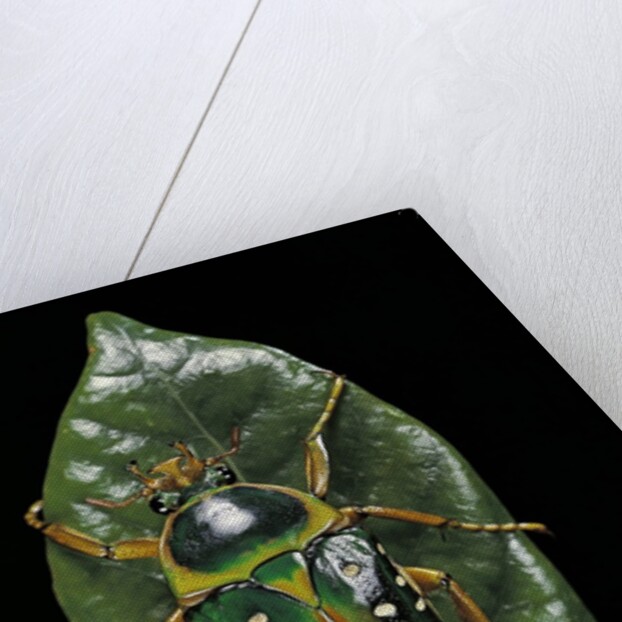 Stephanorrhina guttata (spotted flower beetle) by Anonymous