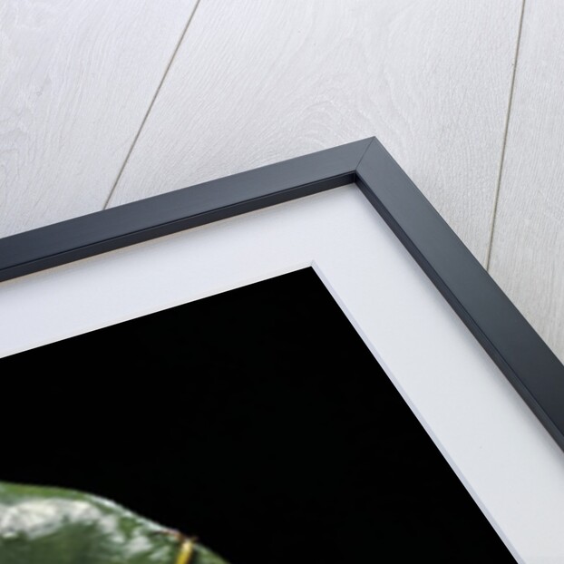 Stephanorrhina guttata (spotted flower beetle) by Anonymous