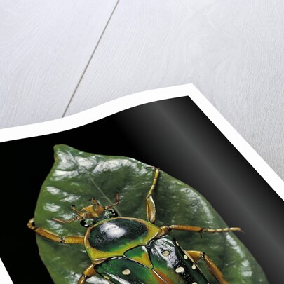 Stephanorrhina guttata (spotted flower beetle) by Anonymous