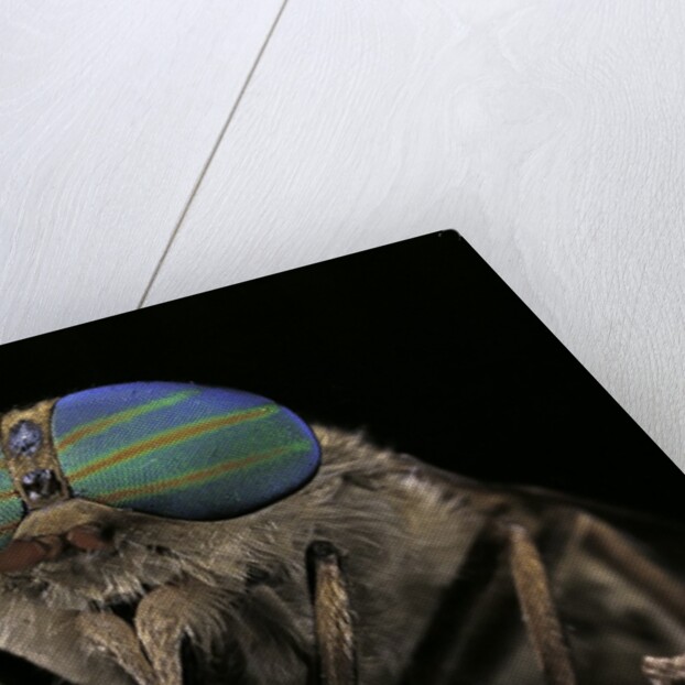 Tabanus bromius (small horse fly, band-eyed brown horsefly) - portrait by Anonymous