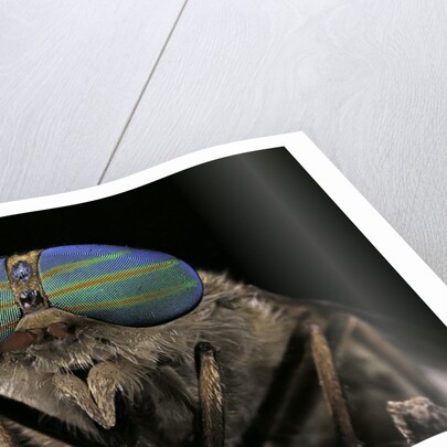 Tabanus bromius (small horse fly, band-eyed brown horsefly) - portrait by Anonymous