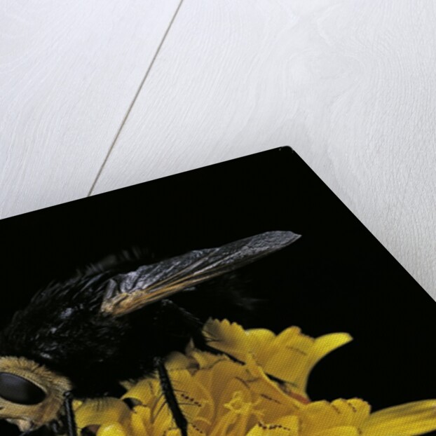 Tachina grossa (giant tachinid fly) by Anonymous