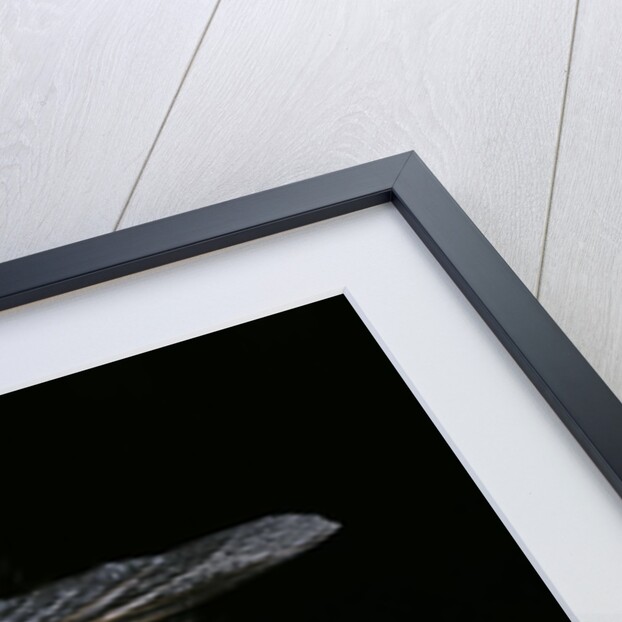 Tachina grossa (giant tachinid fly) by Anonymous