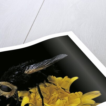 Tachina grossa (giant tachinid fly) by Anonymous