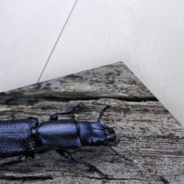 Temnochila caerulea (bark-gnawing beetle) by Anonymous