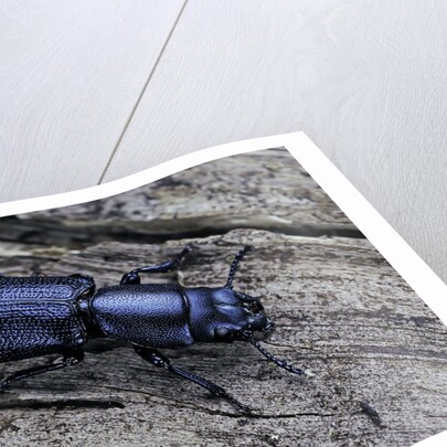 Temnochila caerulea (bark-gnawing beetle) by Anonymous