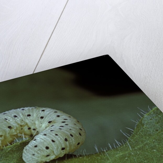 Tenthredo neobesa (common sawfly, tenthredinid sawfly) - larva by Anonymous