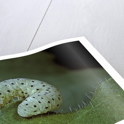 Tenthredo neobesa (common sawfly, tenthredinid sawfly) - larva by Anonymous
