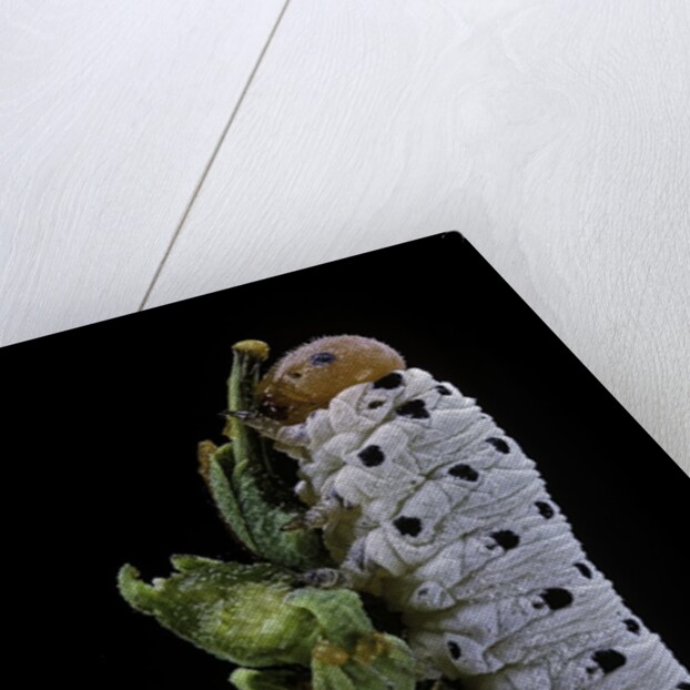 Tenthredo neobesa (common sawfly, tenthredinid sawfly) - larva by Anonymous