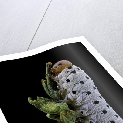 Tenthredo neobesa (common sawfly, tenthredinid sawfly) - larva by Anonymous