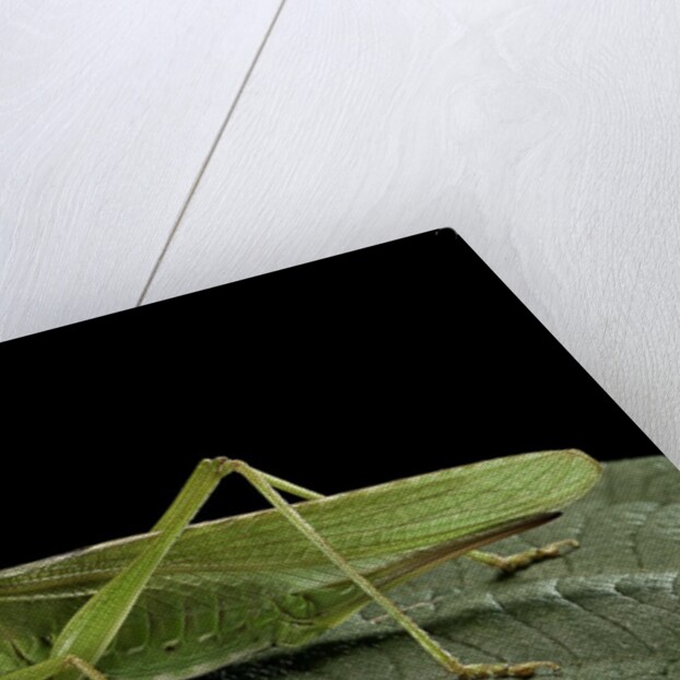 Tettigonia viridissima (great green bush-cricket) - female by Anonymous