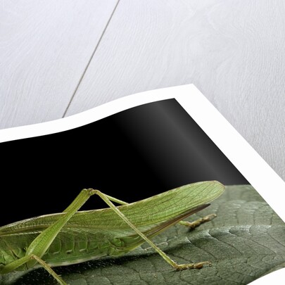 Tettigonia viridissima (great green bush-cricket) - female by Anonymous