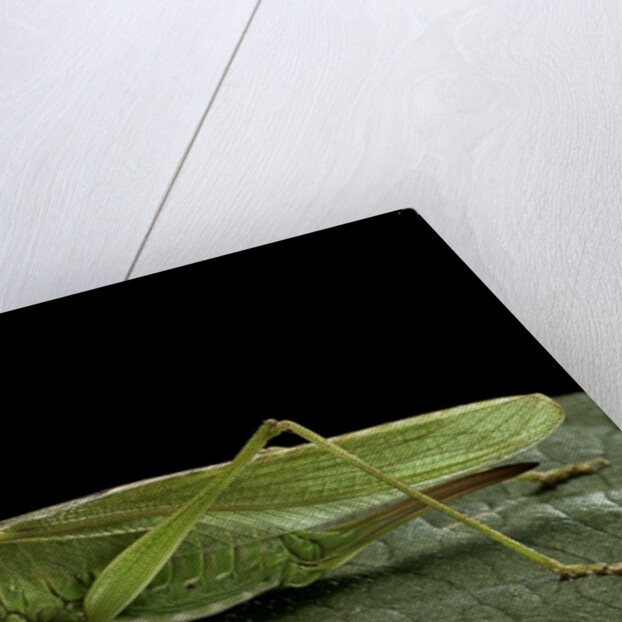 Tettigonia viridissima (great green bush-cricket) - female by Anonymous