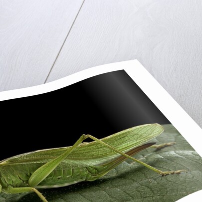 Tettigonia viridissima (great green bush-cricket) - female by Anonymous